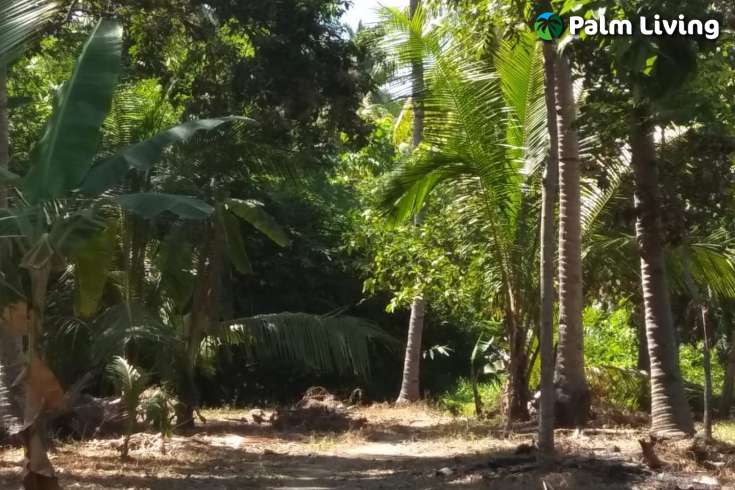 Beachfront Land In Lombok For Sale