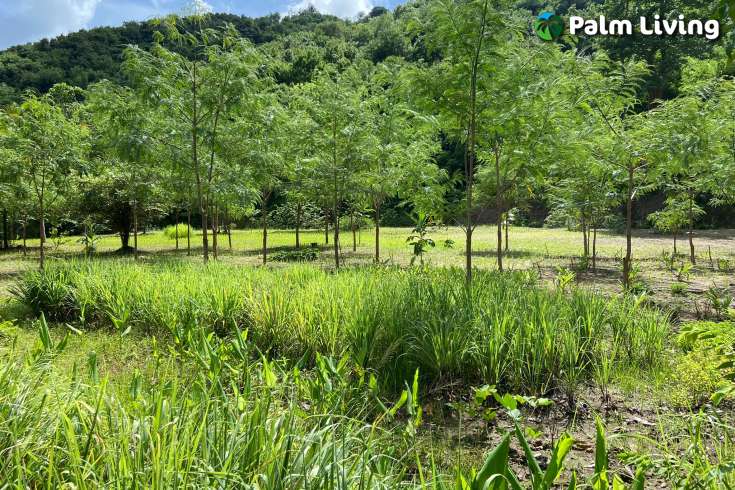 Attractive Land in South Lombok for Sale