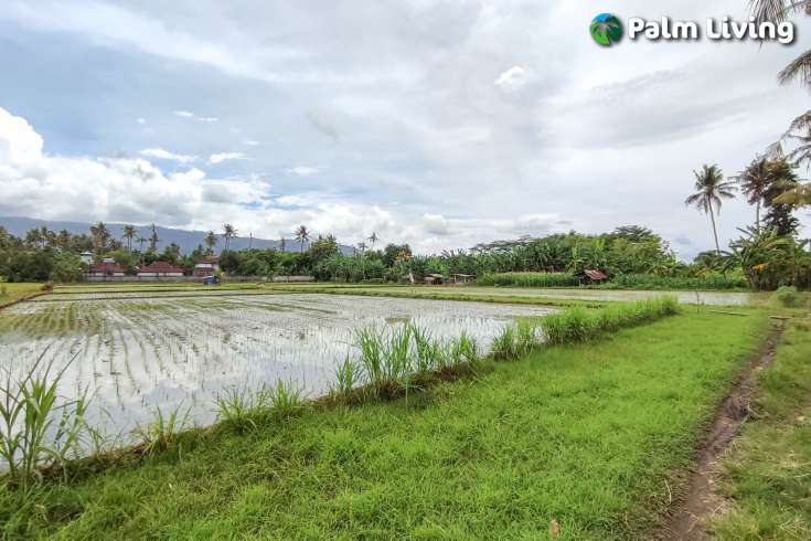 Huge Plot of Land for Sale In Lovina