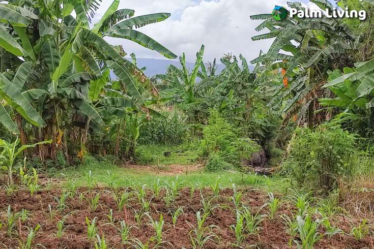 Huge Plot of Land for Sale In Lovina