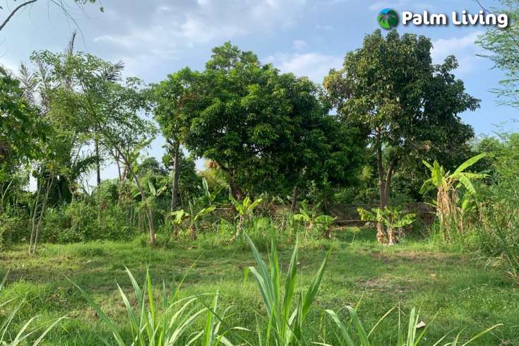 Ready to Build: A Plot Close to Lovina