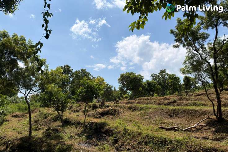 Ocean View Land for Sale in Pacung, North Bali