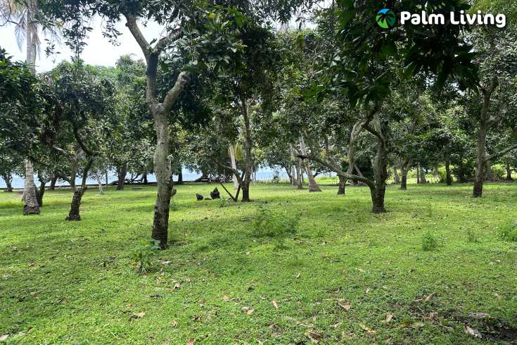 Prime Land for Sale - Development