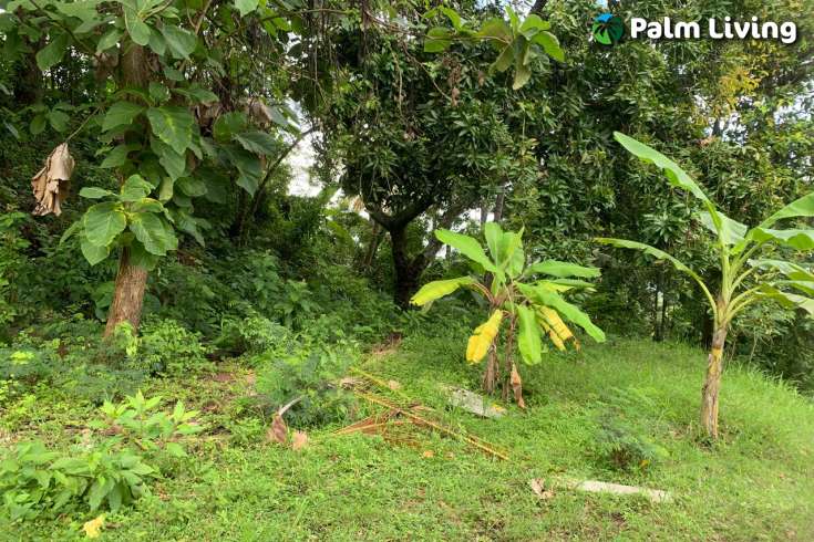 Land Plot in the Hill for Sale in Kayuputih