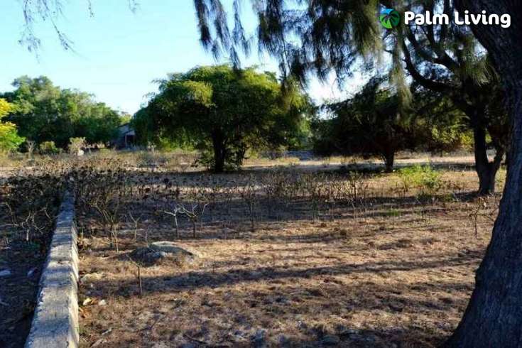 Beachfront Plots for Sale in Mondu