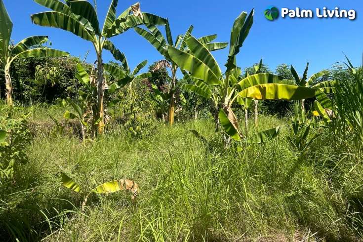 Land Plot in Kayuputih for Sale