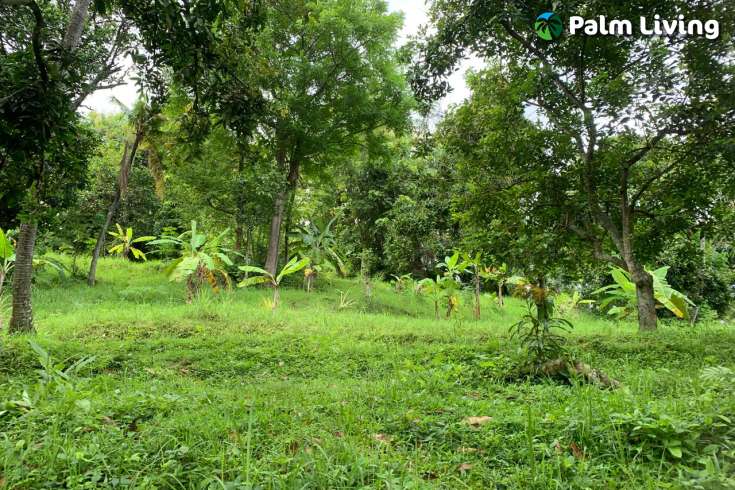 Land Plot in the Hill for Sale in Kayuputih