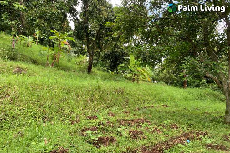 Land Plot in the Hill for Sale in Kayuputih