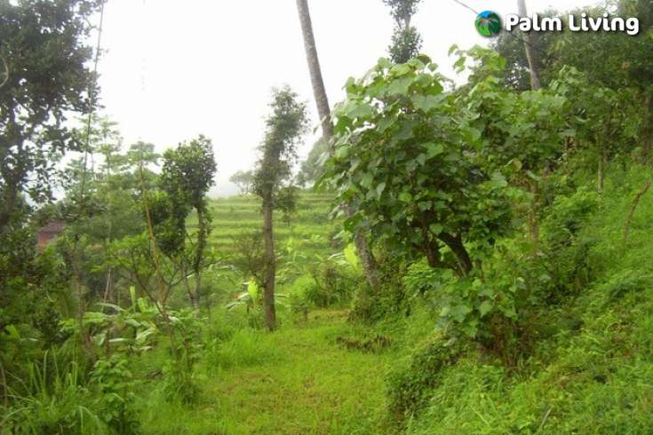 Land For Sale in Bali, Kayuputih