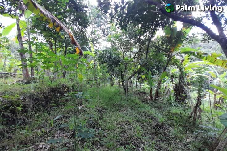 Land For Sale in Kayuputih