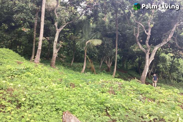 Panoramic Land for Sale in Kayuputih