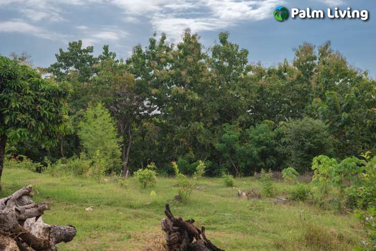 Prime Land for Sale in Kayuputih