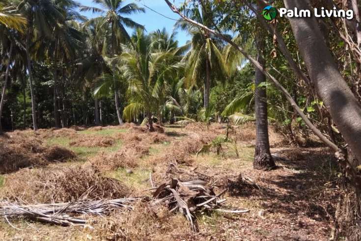 Beachfront Land In Lombok For Sale