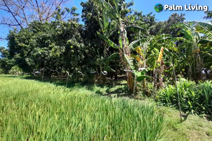 Bali Beachfront Land for sale