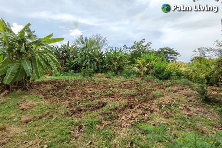 Huge Plot of Land for Sale In Lovina
