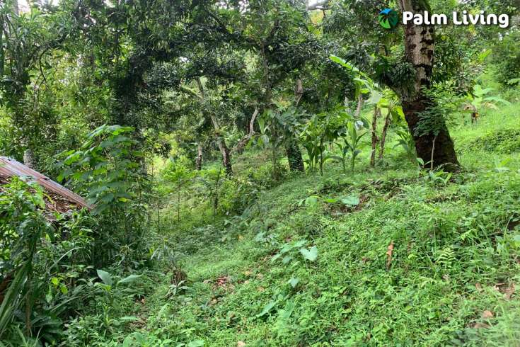 Land Plot in the Hill for Sale in Kayuputih