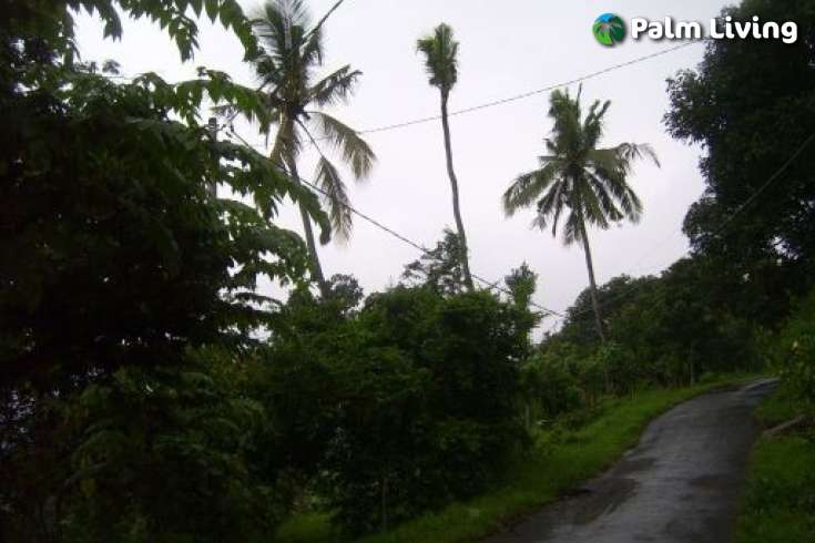 Land For Sale in Bali, Kayuputih