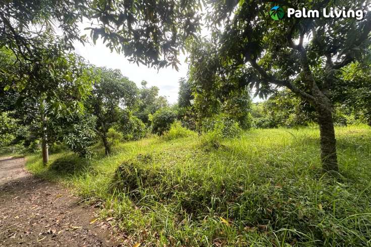 Cempaga Hillside Plot For Sale