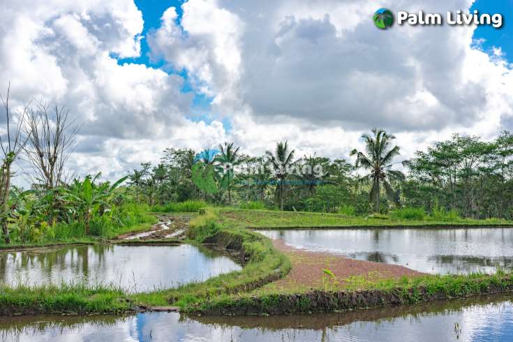 Prime Land for Sale Near Ubud