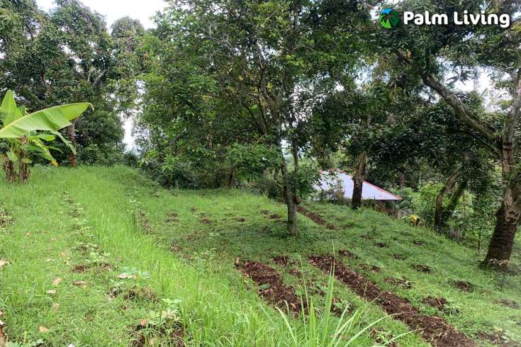 Land Plot in the Hill for Sale in Kayuputih