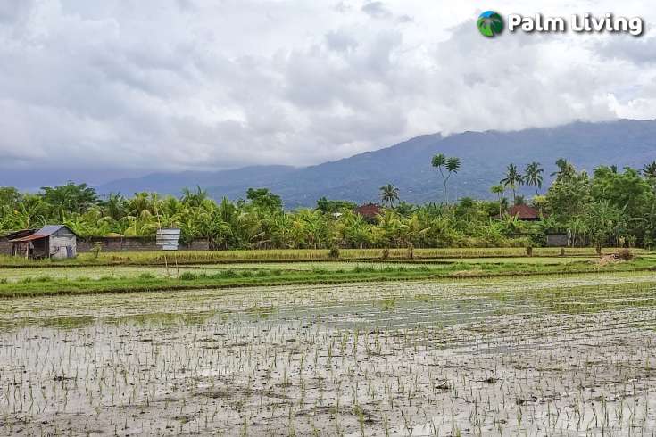 Huge Plot of Land for Sale In Lovina