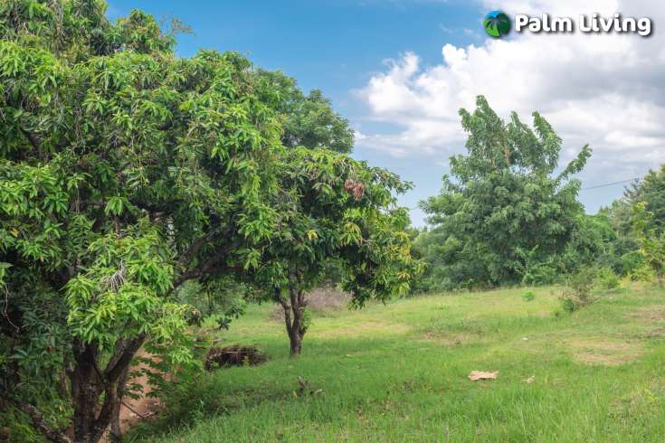Prime Land for Sale in Kayuputih