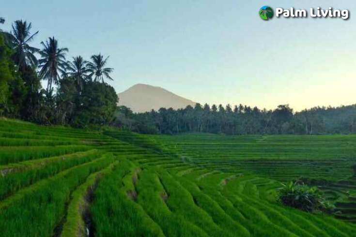 Tabanan mountain resort for sale