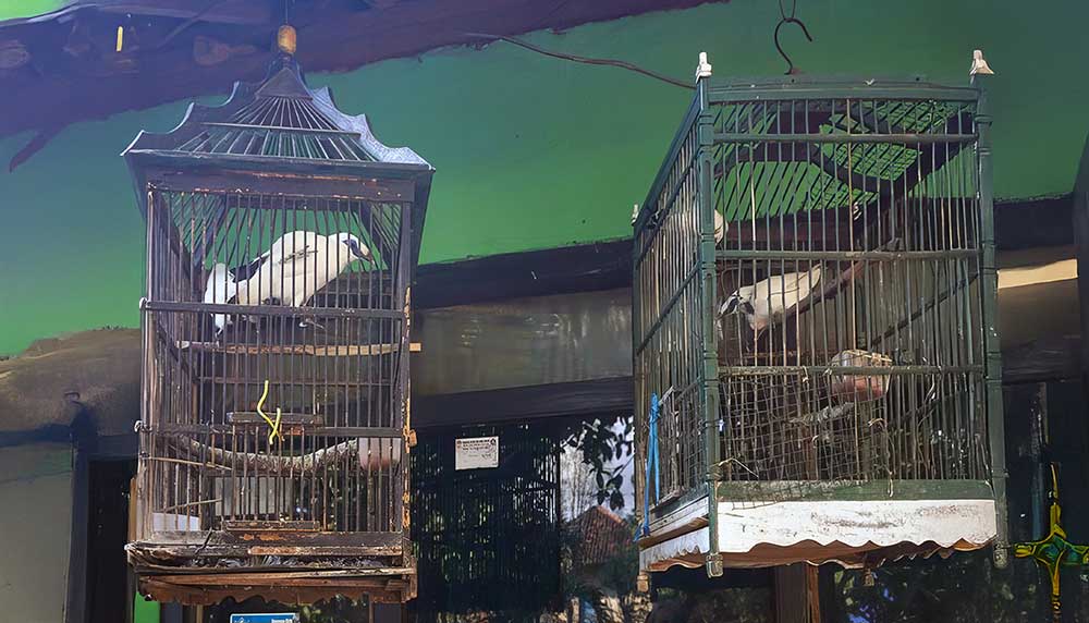 Bali Starling Breeding
