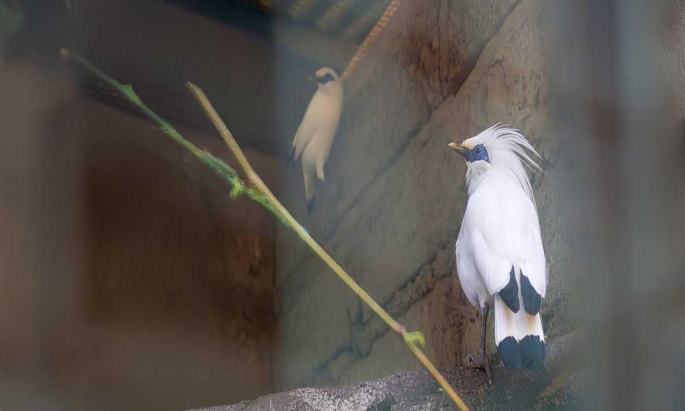 Bali Starling