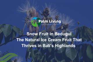 Snow Fruit in Bedugul