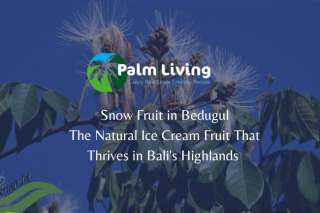 Snow Fruit in Bedugul