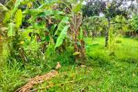 Prime Land in Kaliasem for Sale