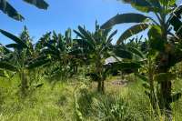 Land Plot in Kayuputih for Sale