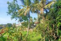 Land for Sale with Rice Field View