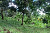 Land Plot in the Hill for Sale in Kayuputih