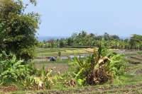 Stunning Rice Terrace Views In Tabanan