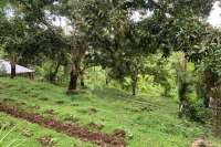 Land Plot in the Hill for Sale in Kayuputih