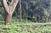 Panoramic Land for Sale in Kayuputih