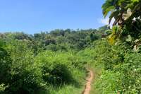 Land for sale in Dencarik Hill, Lovina