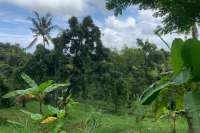 Land Plot in the Hill for Sale in Kayuputih