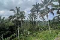 Tegallalang Land for Sale with Good View