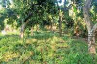 Land for Sale with Rice Field View
