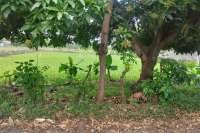Strategic Plot in Lovina Central