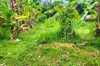 Prime Land in Kaliasem for Sale