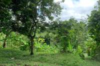 Land Plot in the Hill for Sale in Kayuputih