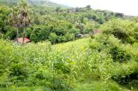 Hillside Land Tukadsumaga North Bali for Sale