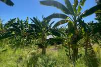 Land Plot in Kayuputih for Sale
