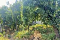 Land for Sale with Rice Field View