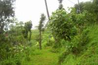 Land For Sale in Bali, Kayuputih