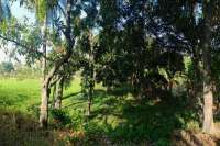 Land for Sale with Rice Field View